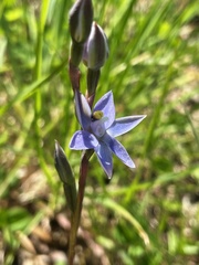 Thelymitra pauciflora
