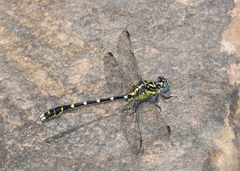 Hemigomphus heteroclytus