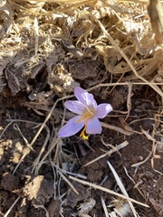 Crocus serotinus