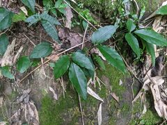 Tetrastigma hemsleyanum