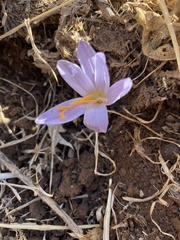 Crocus serotinus