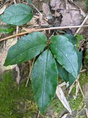 Tetrastigma hemsleyanum