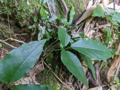 Tetrastigma hemsleyanum