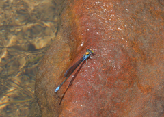 Pseudagrion aureofrons
