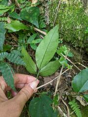 Tetrastigma hemsleyanum