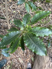 Pittosporum undulatum
