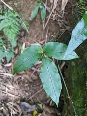 Tetrastigma hemsleyanum