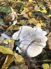 Clitocybe nebularis