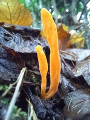 Clavulinopsis helvola