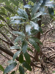 Pittosporum undulatum