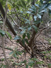 Pittosporum undulatum