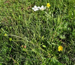Ranunculus chinensis