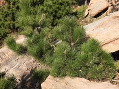 Pinus thunbergii