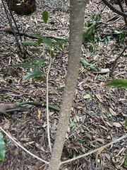 Pittosporum undulatum
