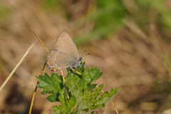 Satyrium ilicis