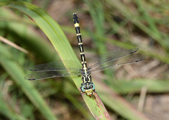 Austrogomphus cornutus