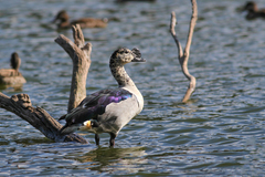 Sarkidiornis melanotos