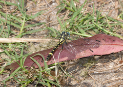Austrogomphus cornutus