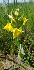 Pterygodium acutifolium