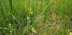 Pterygodium acutifolium