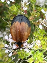 Lycus palliatus