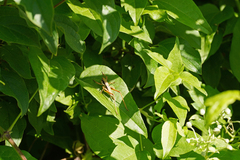 Eupholidoptera chabrieri