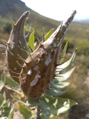 Gomphocarpus cancellatus