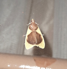 Prooedema inscisalis