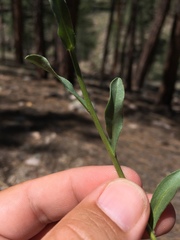 Erigeron arizonicus