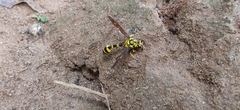 Phimenes flavopictus