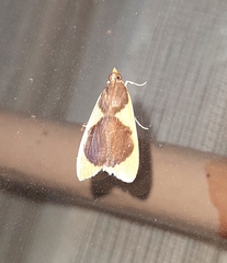 Prooedema inscisalis