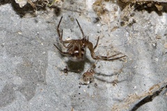 Steatoda nobilis