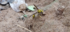 Phimenes flavopictus