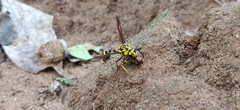 Phimenes flavopictus