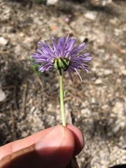 Erigeron arizonicus