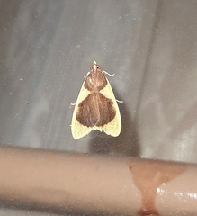 Prooedema inscisalis