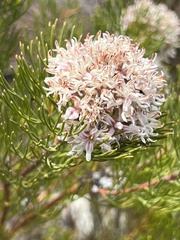 Serruria ascendens