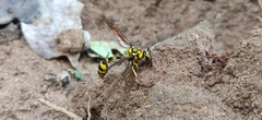 Phimenes flavopictus