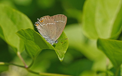 Satyrium acaciae
