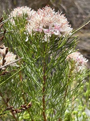 Serruria ascendens