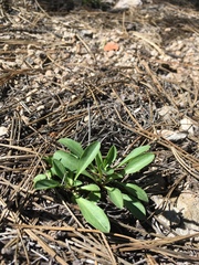 Erigeron arizonicus