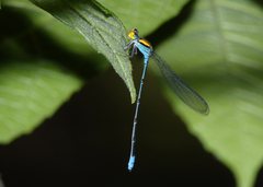 Pseudagrion aureofrons