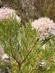 Serruria ascendens