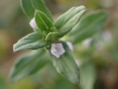 Spermacoce latifolia