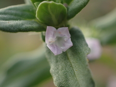 Spermacoce latifolia