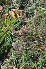 Thymus serpyllum
