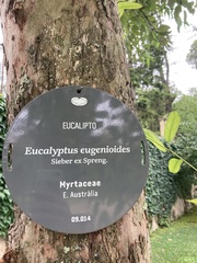 Eucalyptus eugenioides