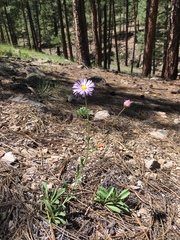 Erigeron arizonicus
