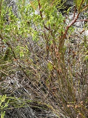 Serruria ascendens