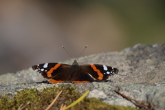 Vanessa atalanta atalanta